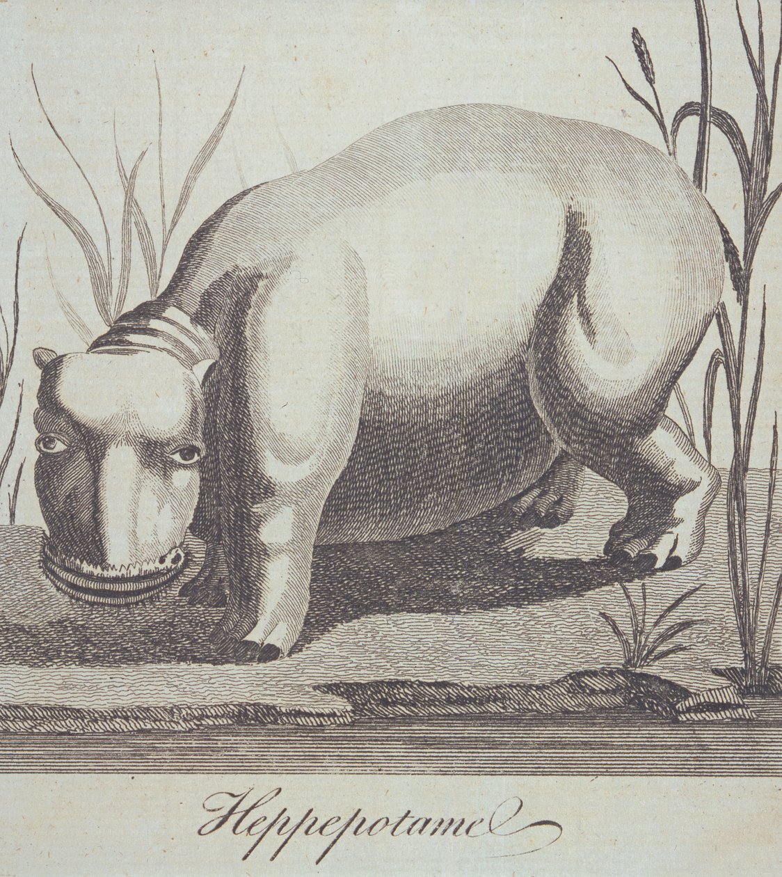 Hipopótamo, da The Gentlemans Magazine, publicado em dezembro de 1772 de English School