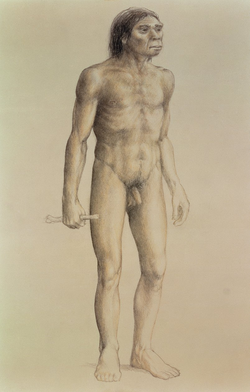 Homo erectus (lápis sobre papel) de English School