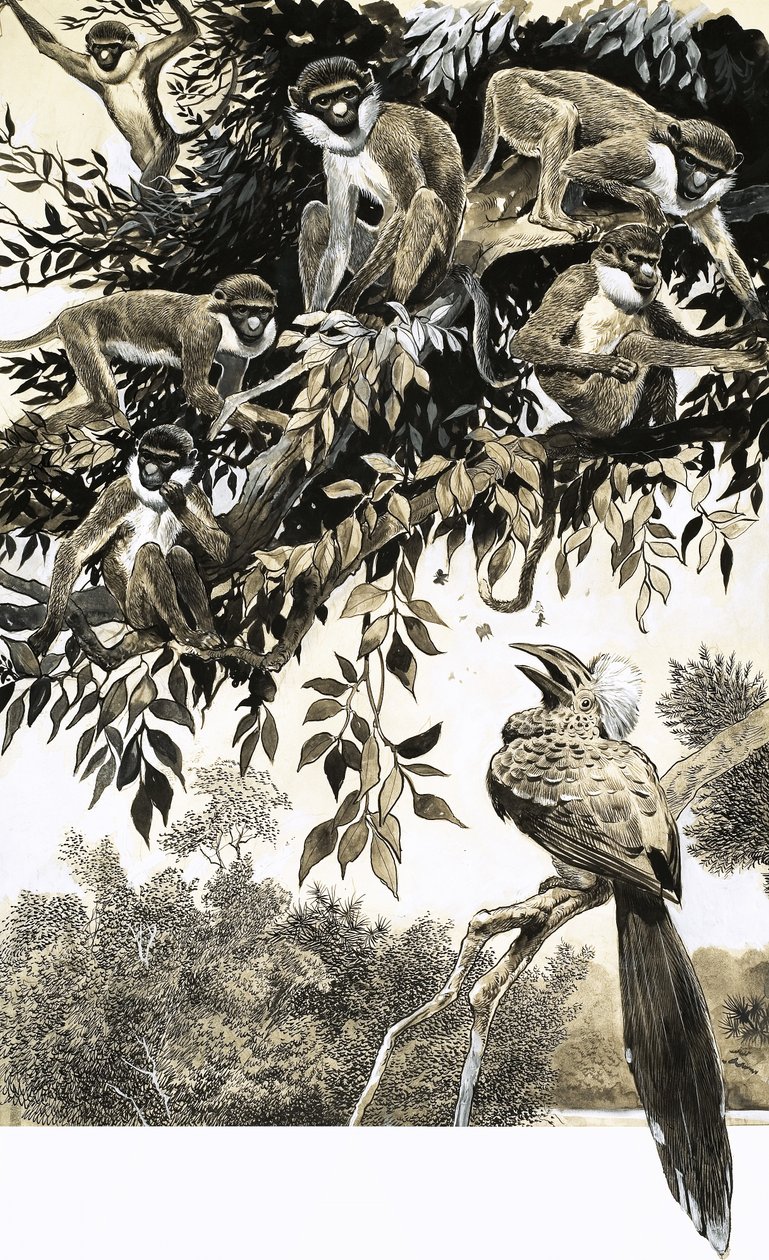 Hornbill e macacos de English School