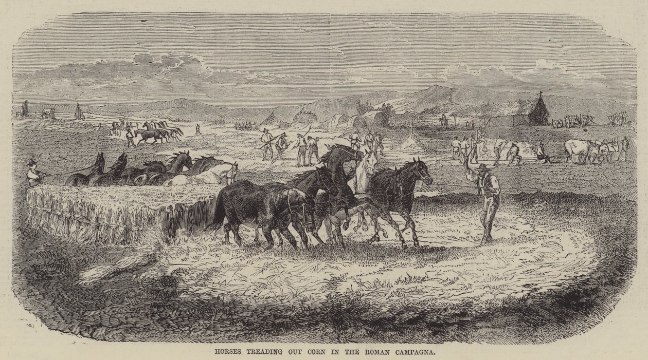 Cavalos a pisar o milho na Campagna romana (gravura) de English School