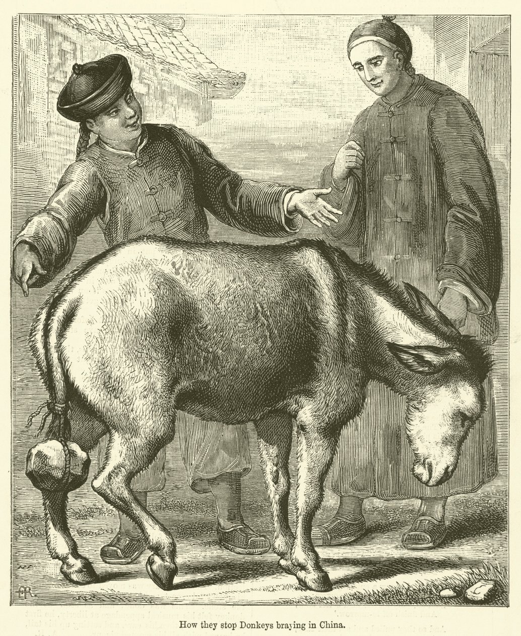 Como se pára o zurrar dos burros na China (gravura) de English School