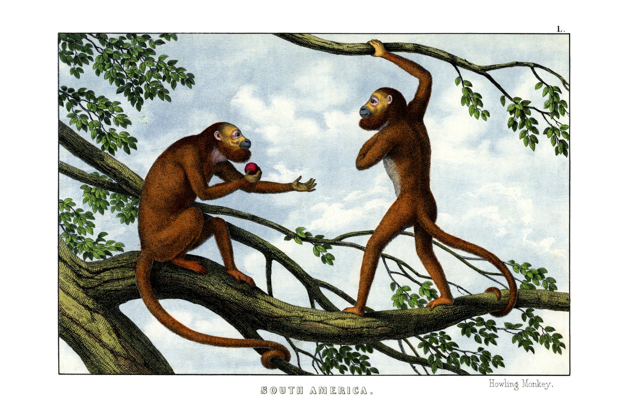 Macaco uivante de English School
