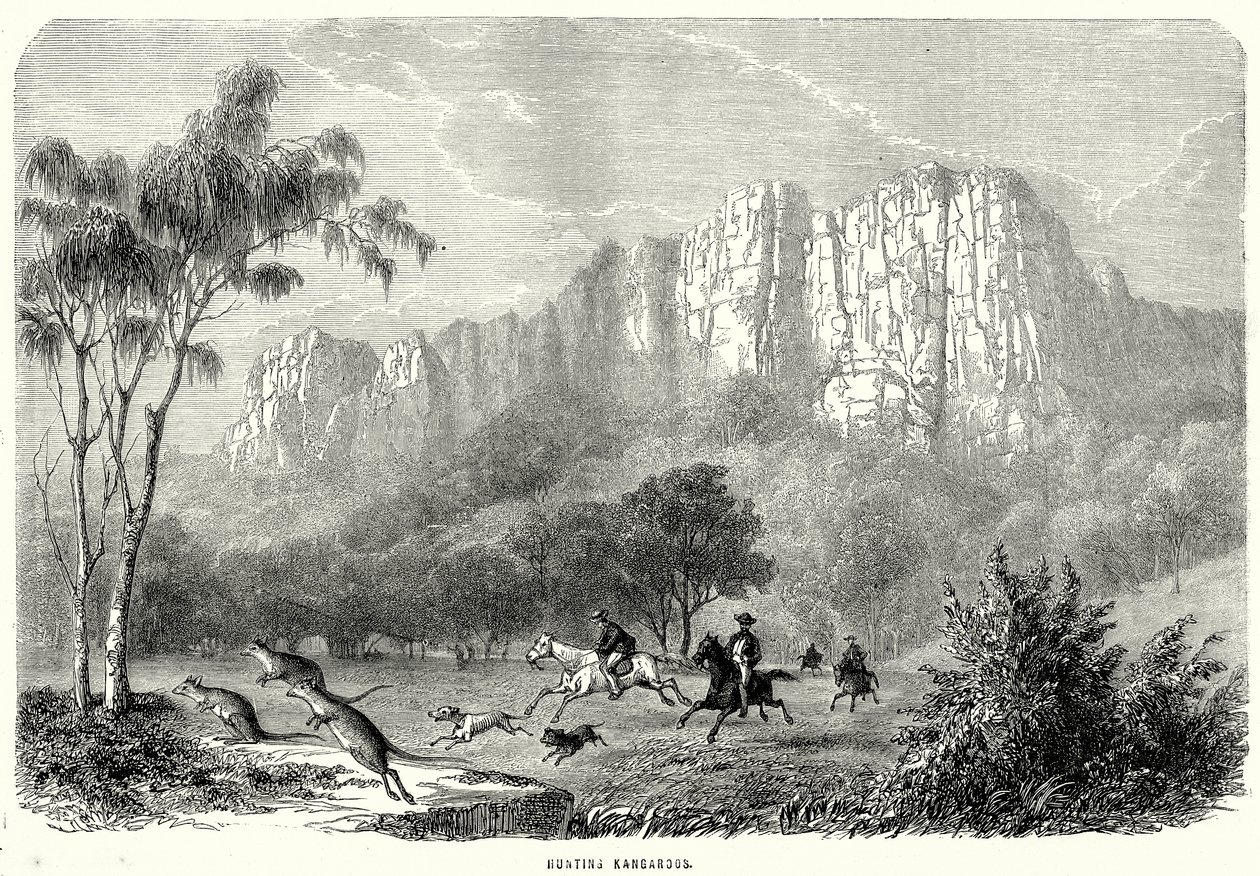 Caça aos cangurus (gravura) de English School