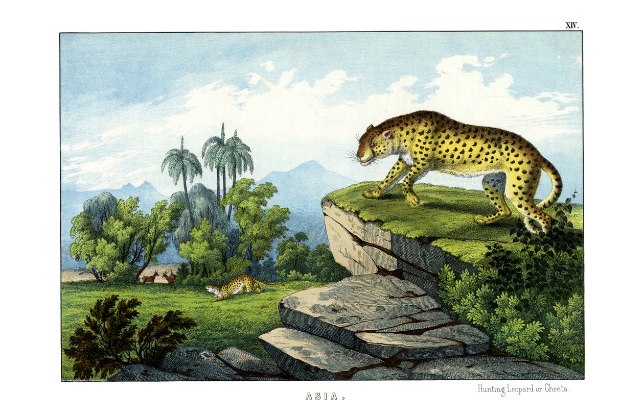 Caça ao leopardo de English School