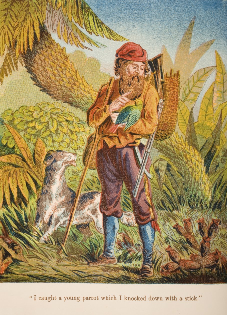 "Eu peguei um papagaio jovem que eu derrubei com uma vara", ilustração de "Robinson Crusoe" por Daniel Defoe (1660-1731) c.1860s (chromolitho) de English School