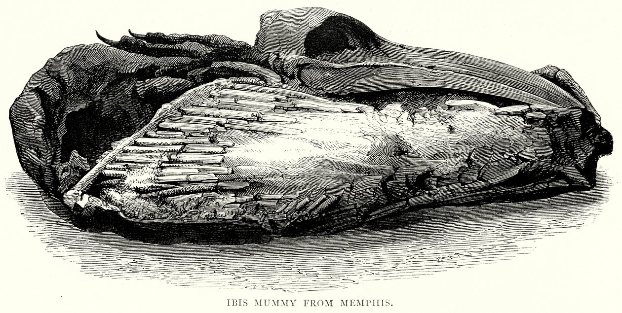 Múmia de Íbis de Mênfis (gravura) de English School
