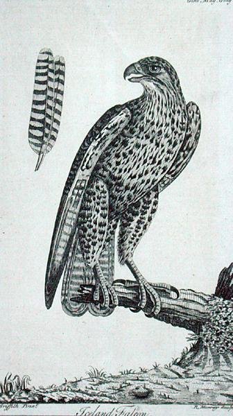Islândia Falcon (Falcon Rusticolus), de 