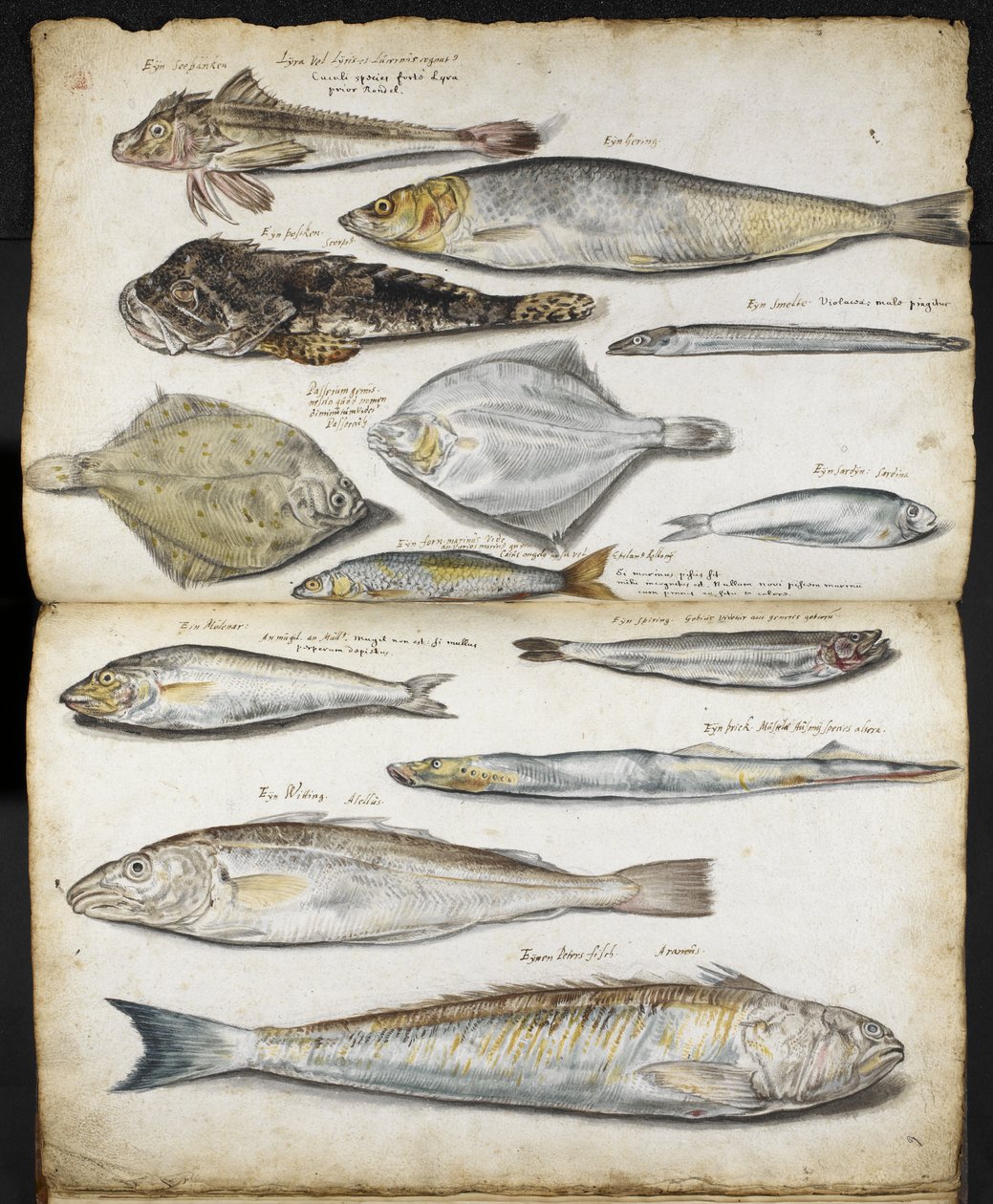 Ilustrações relativas a De Historia Piscium, de John Ray, c.1686 (aguarela sobre papel) de English School