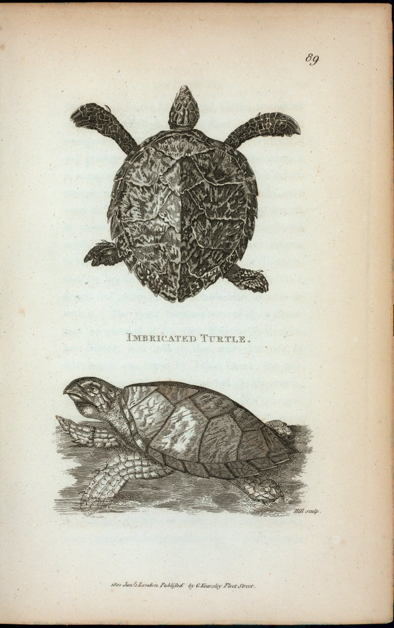 Imbricated Turtle, de 