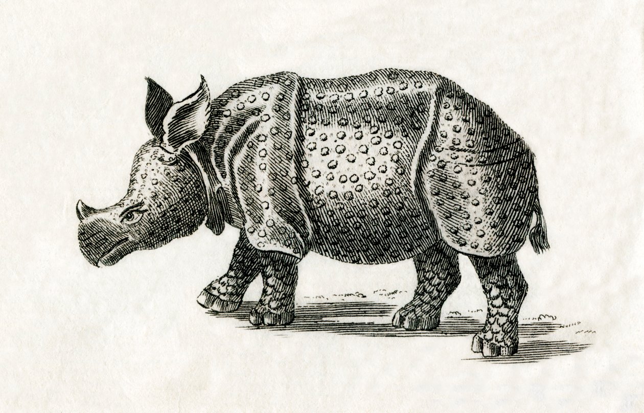 Rinoceronte indiano, ou maior rinoceronte de um corno, Rinoceronte unicórnio, de uma gravura do século XVIII (gravura) de English School
