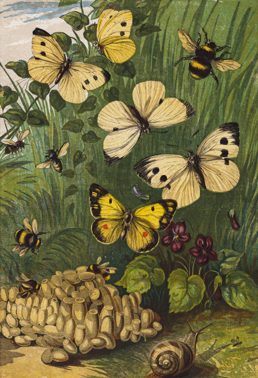 Insectos (litografia a cores) de English School