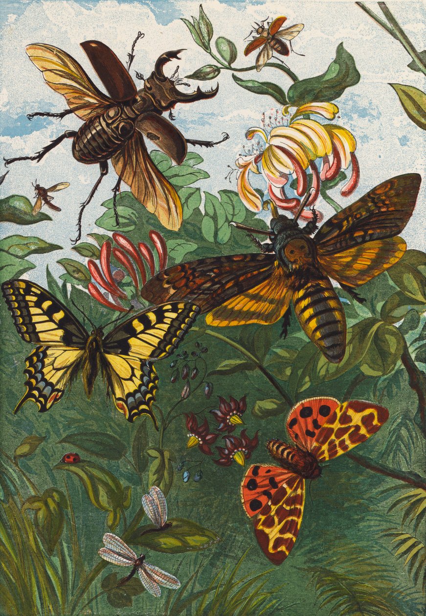 Insectos (litografia a cores) de English School