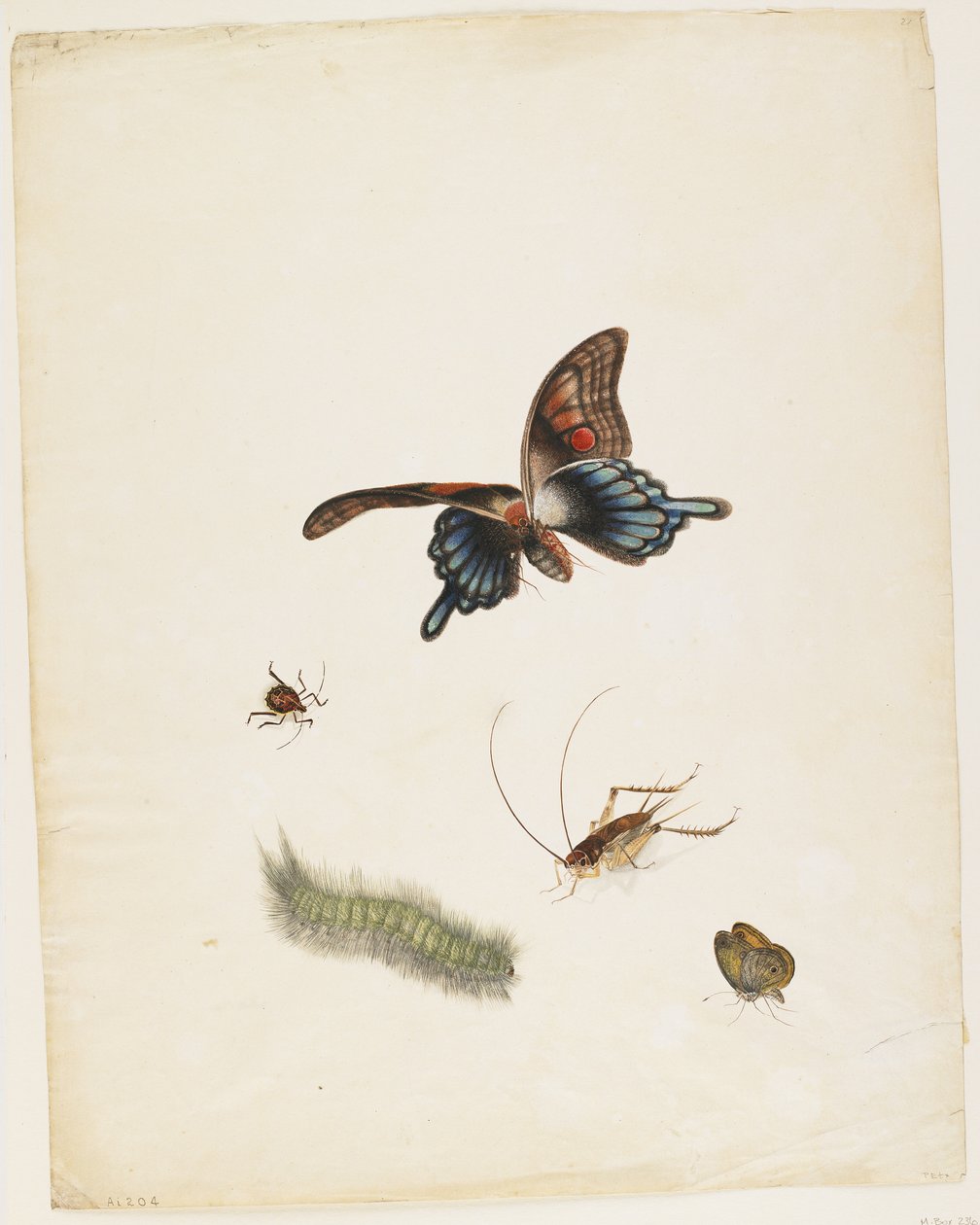Insetos, c.1805 (tinta preta, wc e grafite sobre papel) de English School