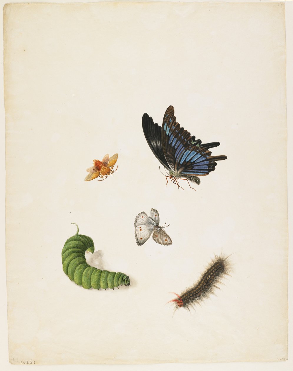 Insetos, c.1805 (tinta preta e wc no papel) de English School