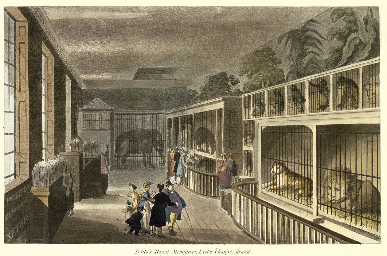 Vista interior, de, Politos, real, menagerie, Exeter, mudança, costa, 1812, (aquatint) de English School
