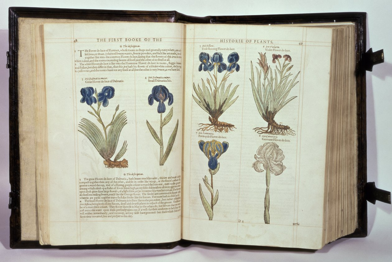 Íris (Flores de-luce), seis variedades de "O Primeiro Livro da Historie of Plants", de John Gerard, publicado em 1597 de English School