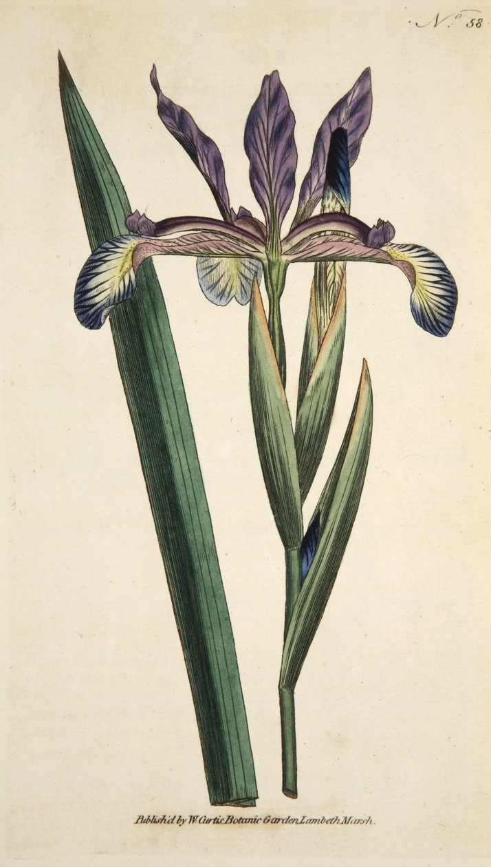 Iris Spuria (Spurios Iris), de The Botanical Magzaine ou Flower Garden Displayed, pub. 1790 (gravura colorida à mão) de English School