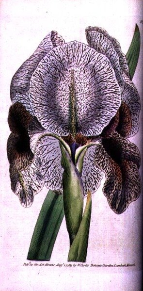 Iris susiana de English School