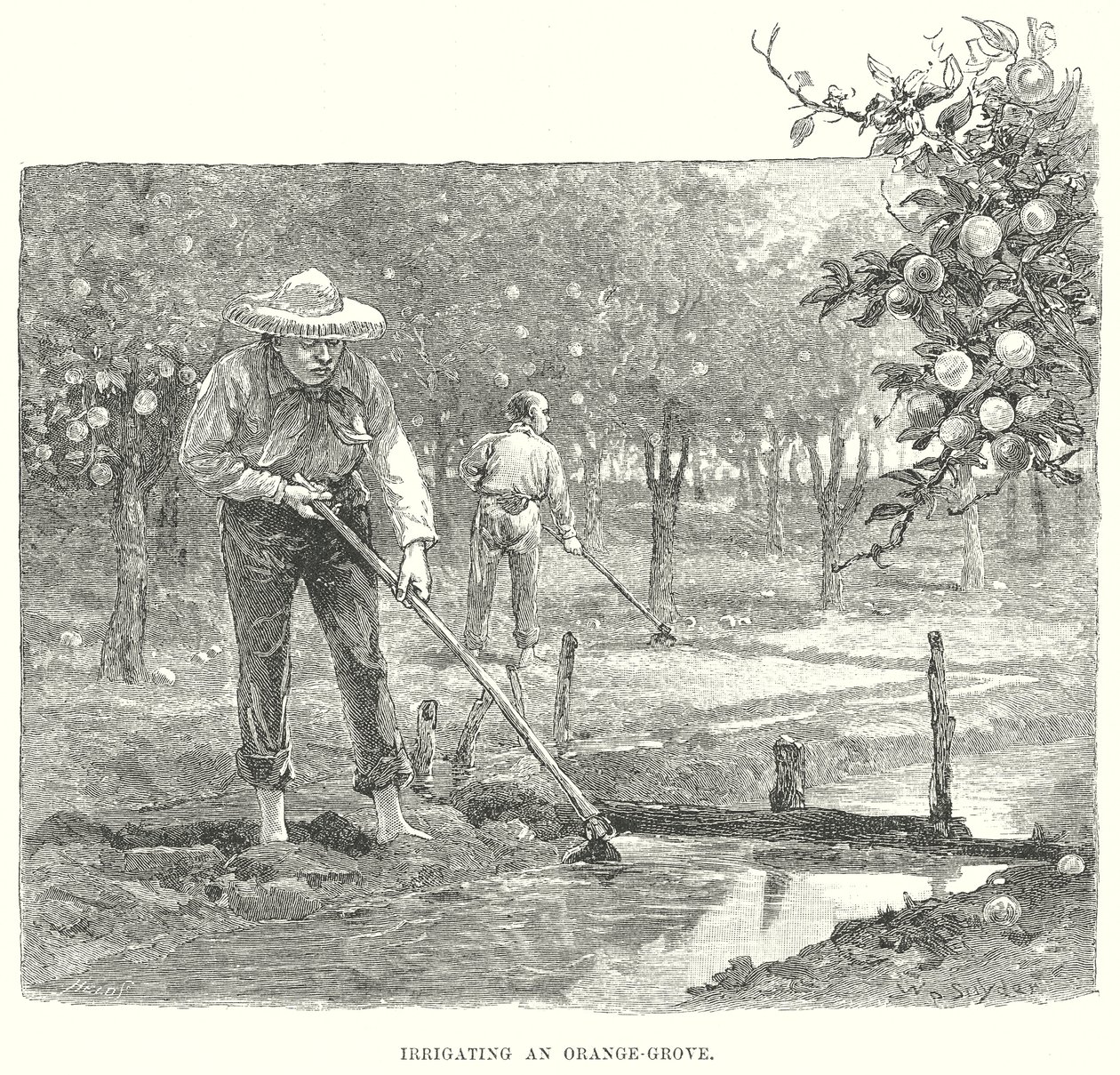 Irrigação de um laranjal (gravura) de English School