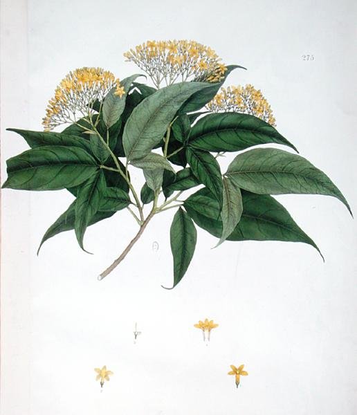 Jasminum Heterophyllum (cor litho) de English School