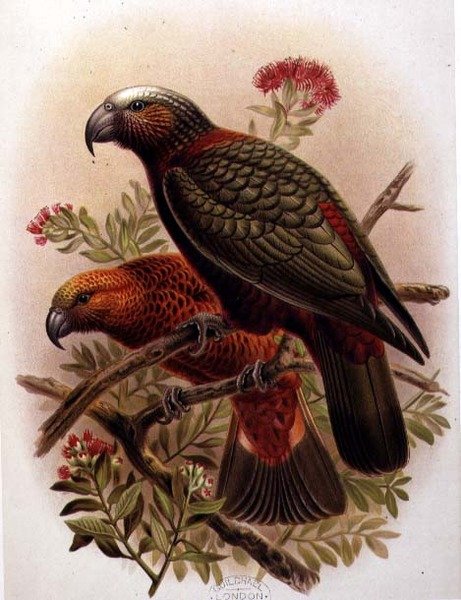 Kaka Parrot e Variety Kaka-Kura de 