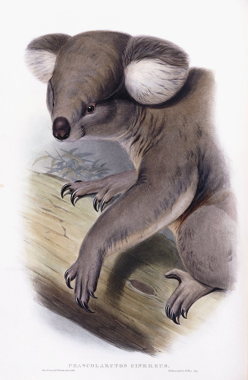 Coala - Phascolarctos cinereus, 1845-1863 de English School