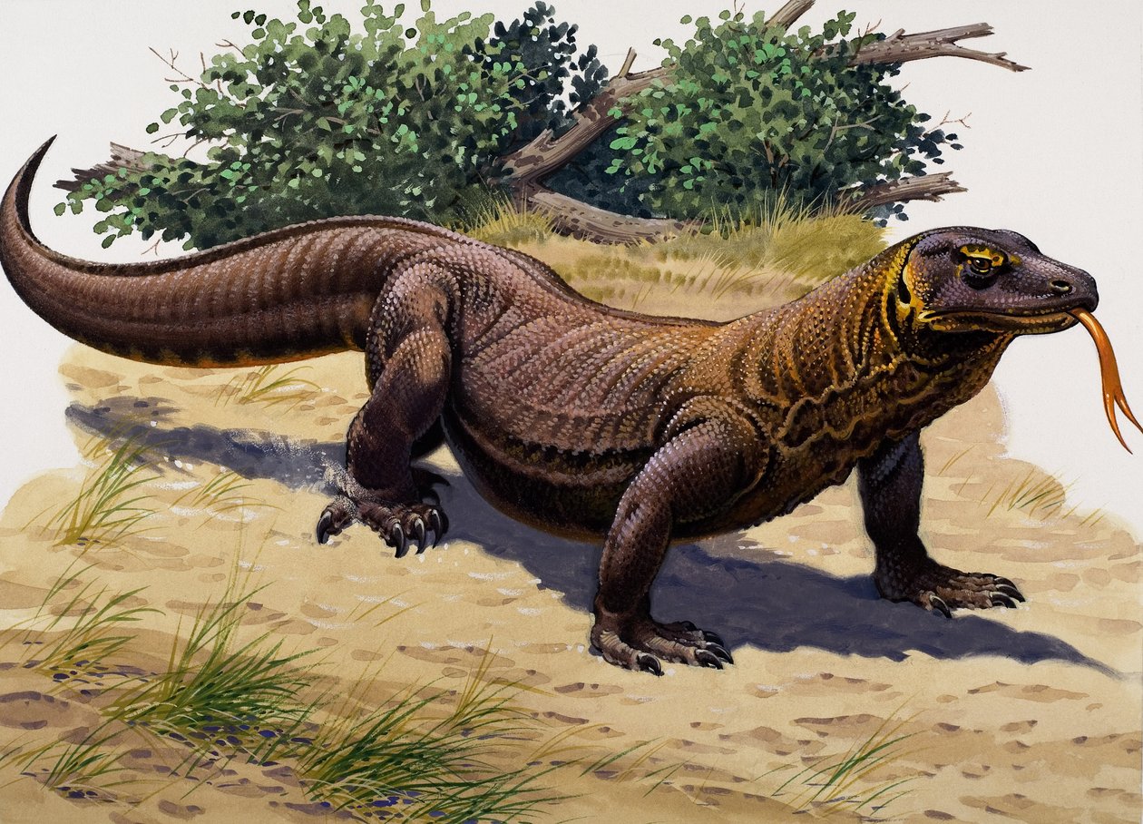 Dragão de Komodo (guache sobre papel) de English School