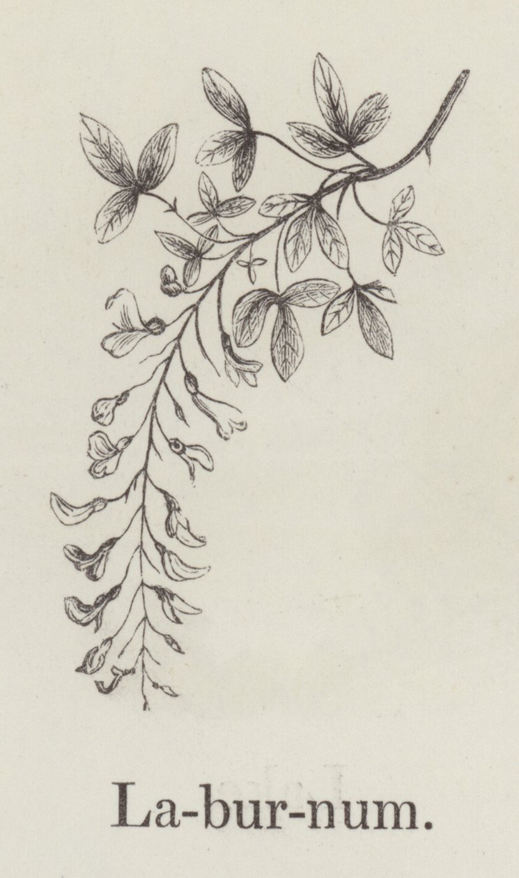 Laburnum (gravura) de English School