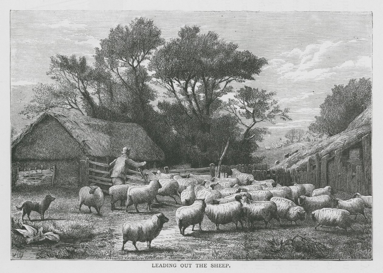 Conduzir as ovelhas (gravura) de English School