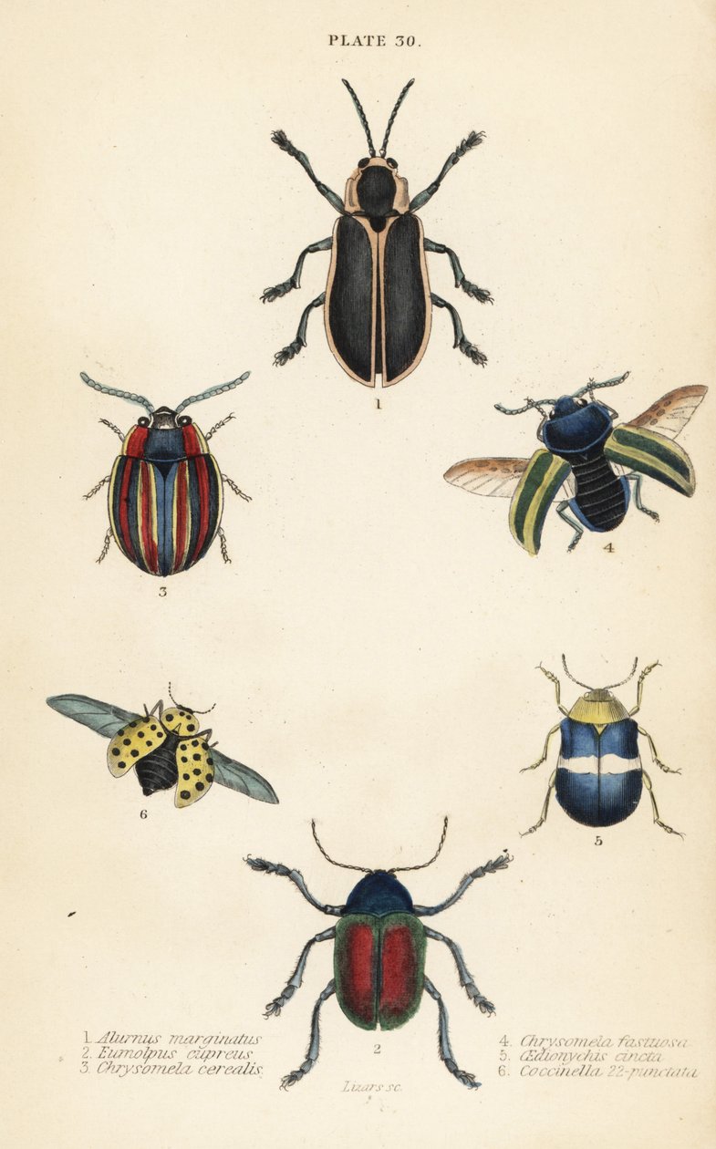 Escaravelhos das folhas: Alurnus marginatus 1, Eumolpus curpreus 2, Chrysolina cerealis 3, besouro-morto, Chrysolina fastuosa 4, Oedionychis cincta 5 e 22-spot joaninha Psyllobora vigintiduopunctata 6 de English School