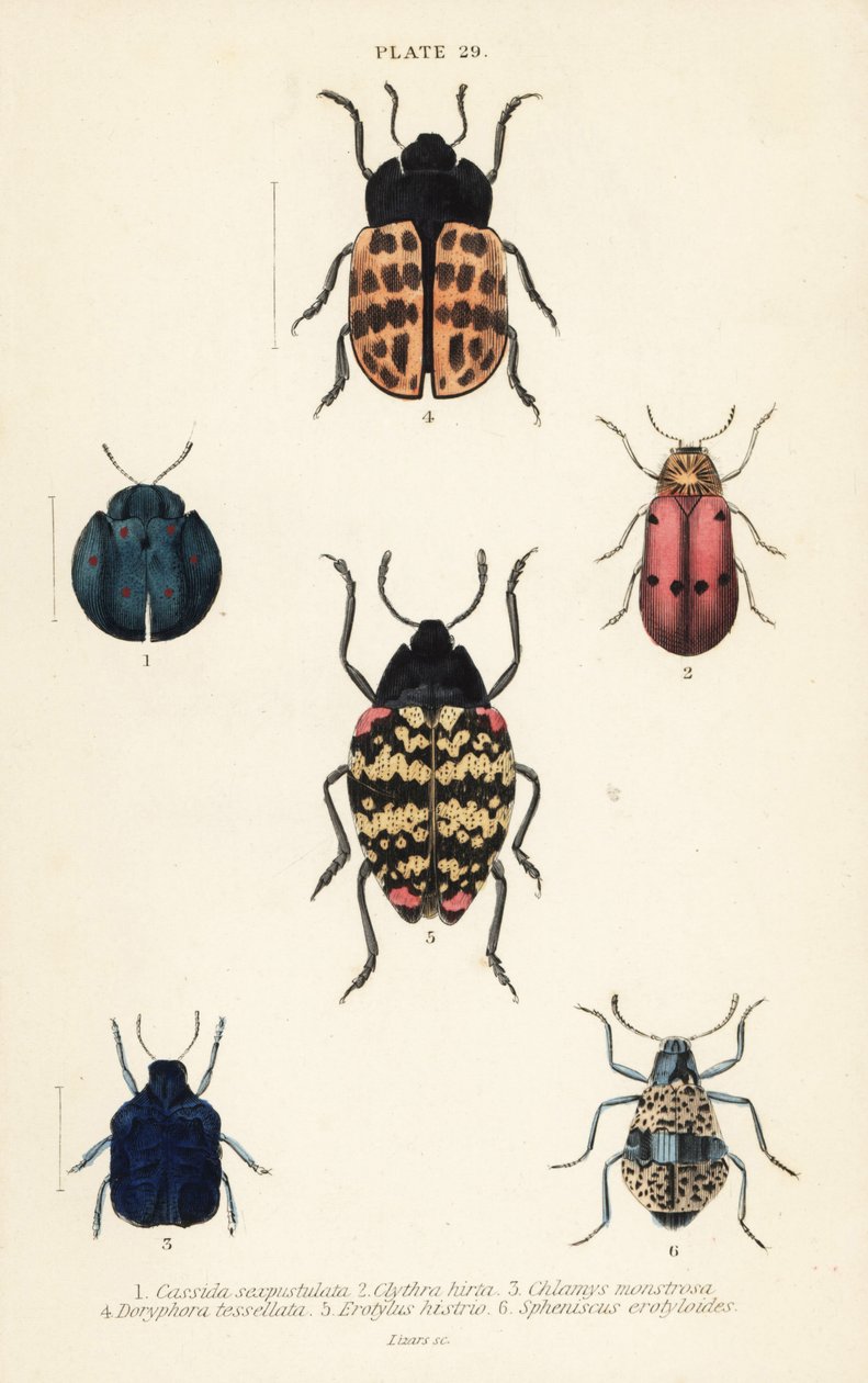 Escaravelhos das folhas: Cyrtonota sexpustulata 1, Lachnaia hirta 2, Chlamys monstrosa 3, Doryphora tessellata 4, Erotylus histrio 5 e Spheniscus erotyloides 6 de English School