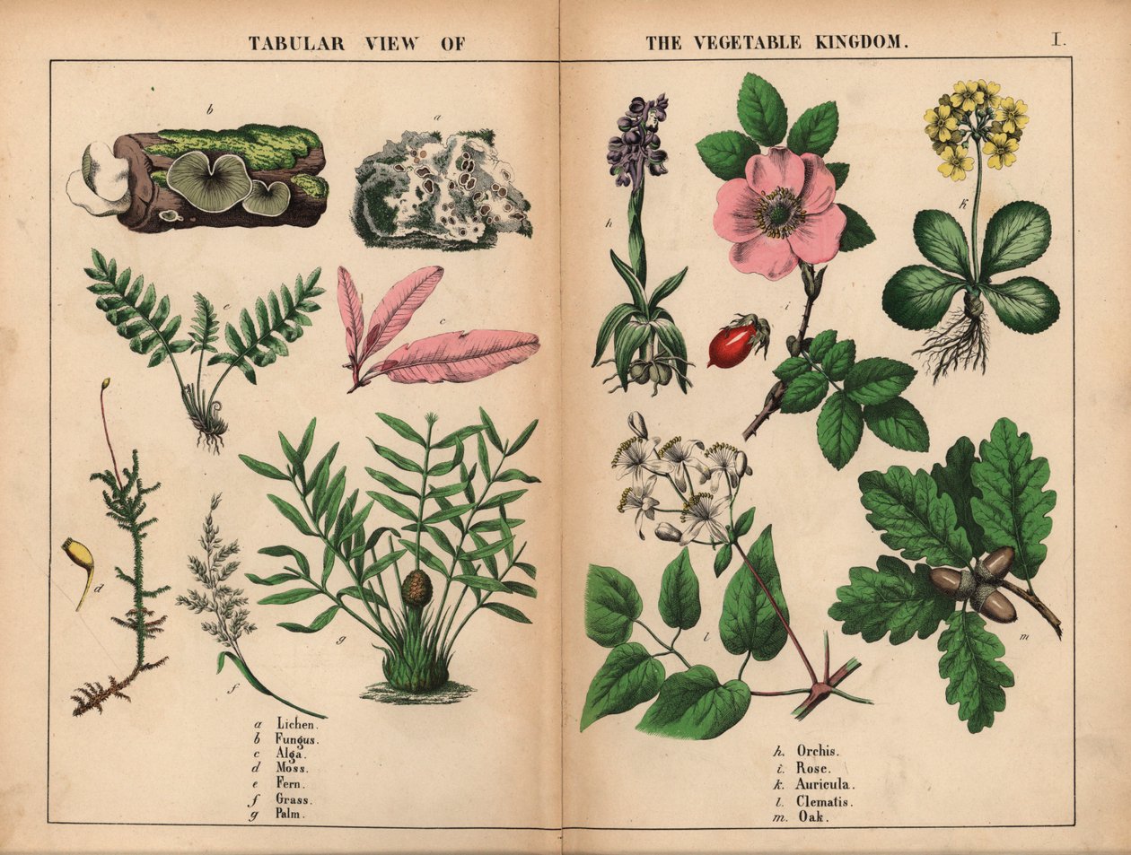 Lichen, fungo, alga, musgo, feto, erva, palma, orquídea, rosa, aurícula, clematis e carvalho, de "The Instructive Picturebook, or Lessons from the Vegetable World," [Charlotte Mary Yonge], Edimburgo de English School