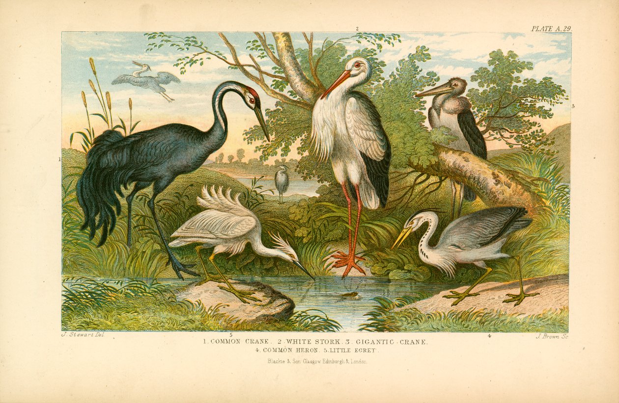 Aves de patas compridas (litografia a cores) de English School