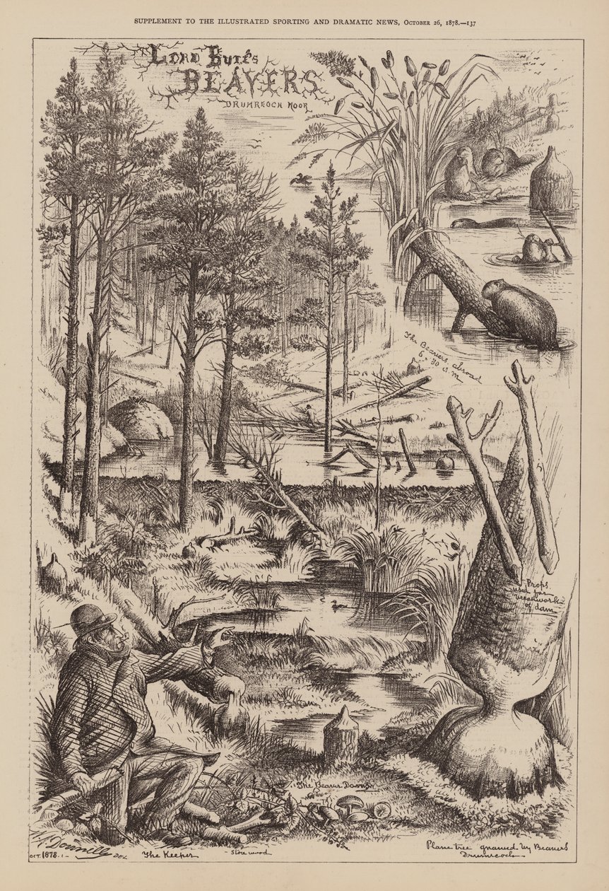 Castores de Lord Bure, Drumreoch Moor (gravura) de English School
