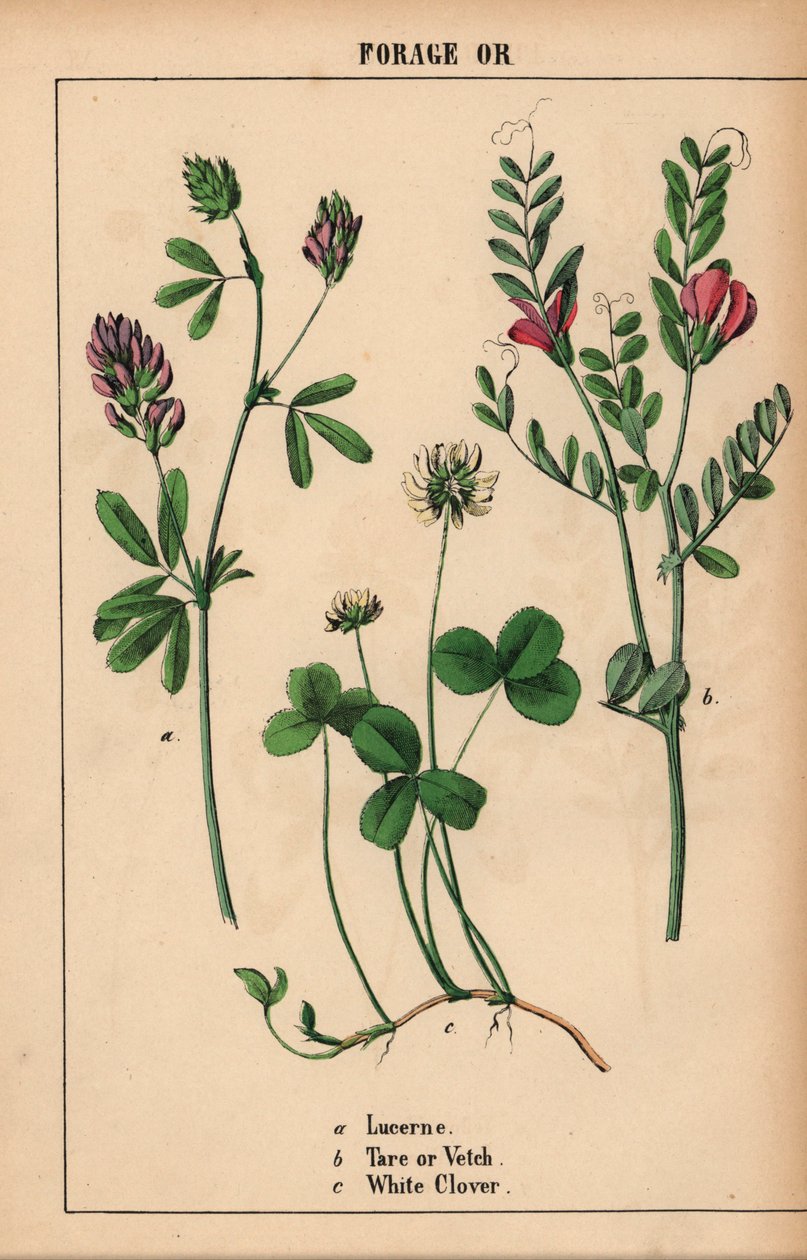Luzerna, tara ou ervilhaca e trevo branco  , de "The Instructive Picturebook, or Lessons from the Vegetable World," [Charlotte Mary Yonge], Edimburgo de English School