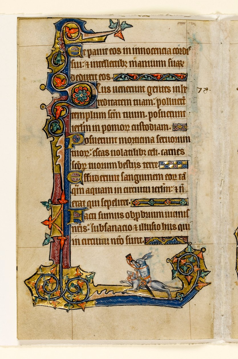 MS 1-2005, fol. 115v: Um coelho montando um cão de caça, caça, decoração marginal do Saltério de Macclesfield, Uso de Sarum, East Anglia, c.1330 de English School