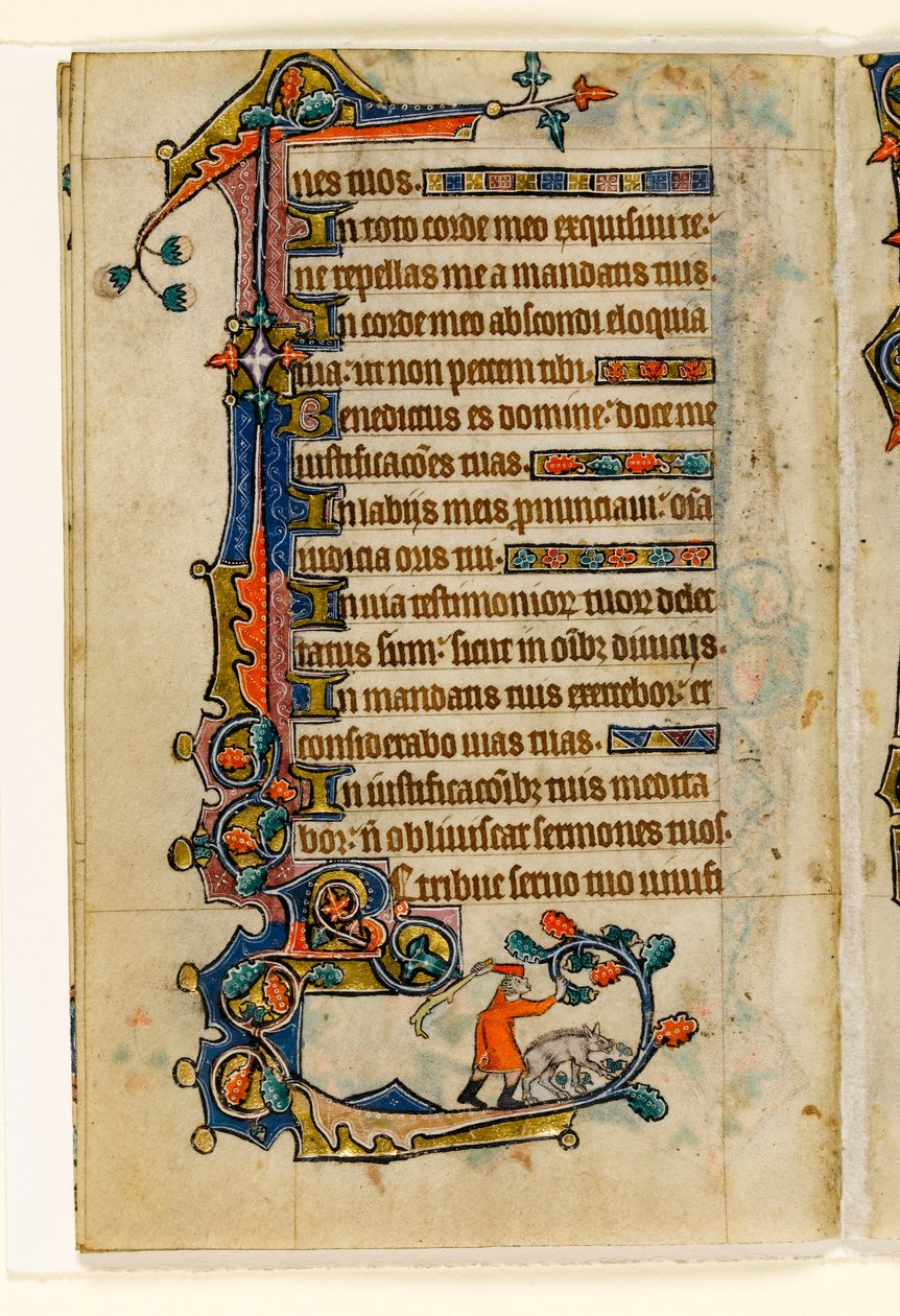 MS 1-2005, fol. 170v: Um suíno derrubando bolotas para um porco, decoração marginal do saltério de Macclesfield, uso de Sarum, East Anglia, c.1330 de English School