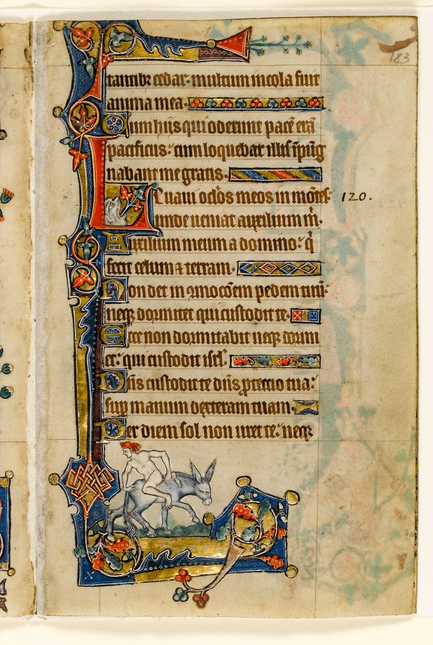 MS 1-2005, fol. 183r: Um homem andando de costas, decoração marginal do saltério de Macclesfield, uso de Sarum, East Anglia, c.1330 de English School