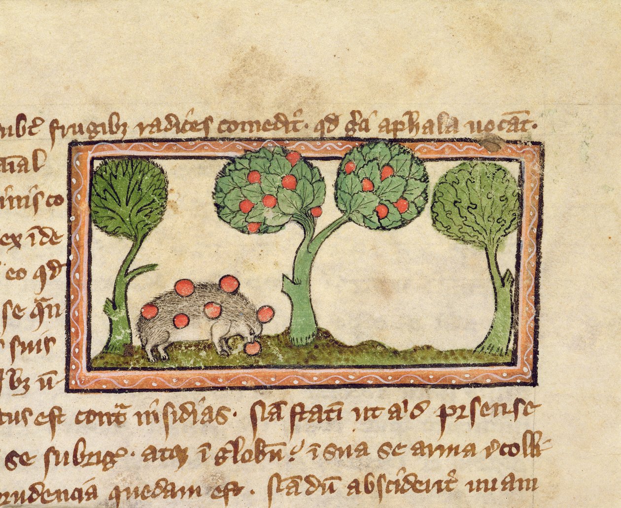 MS 379 f.13r Um ouriço a apanhar maçãs, pormenor de um Bestiário, inglês de English School