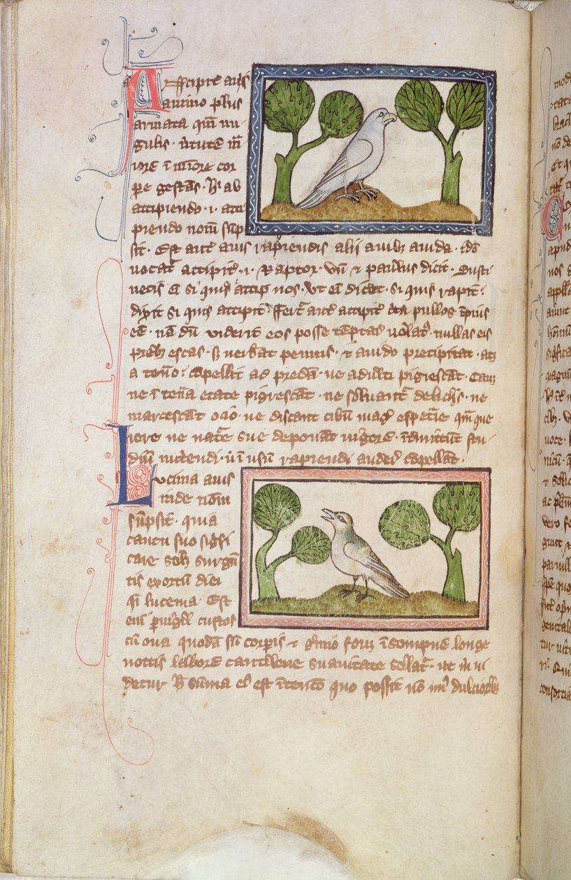 MS 379 f.22v Página de texto com um falcão branco e um rouxinol, de um Bestiário (velino) de English School