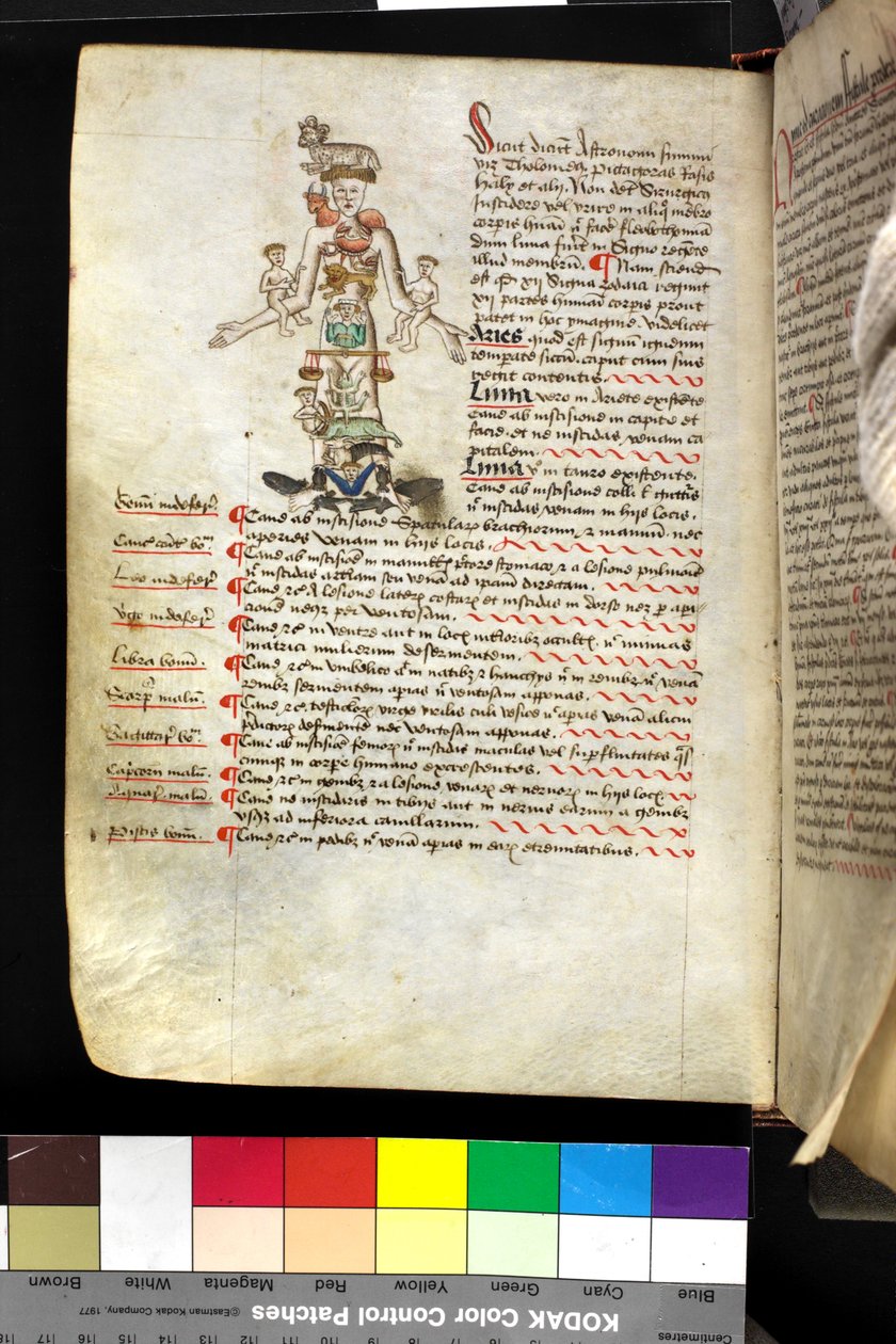 MS Hunter 251 f.47v, ilustração de um "homem zodíaco", c.1475-1500 (caneta & tinta e têmpera em velino) de English School