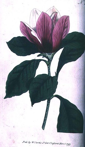 Magnólia (Magnólia purpurea), placa 390 de William Curtis