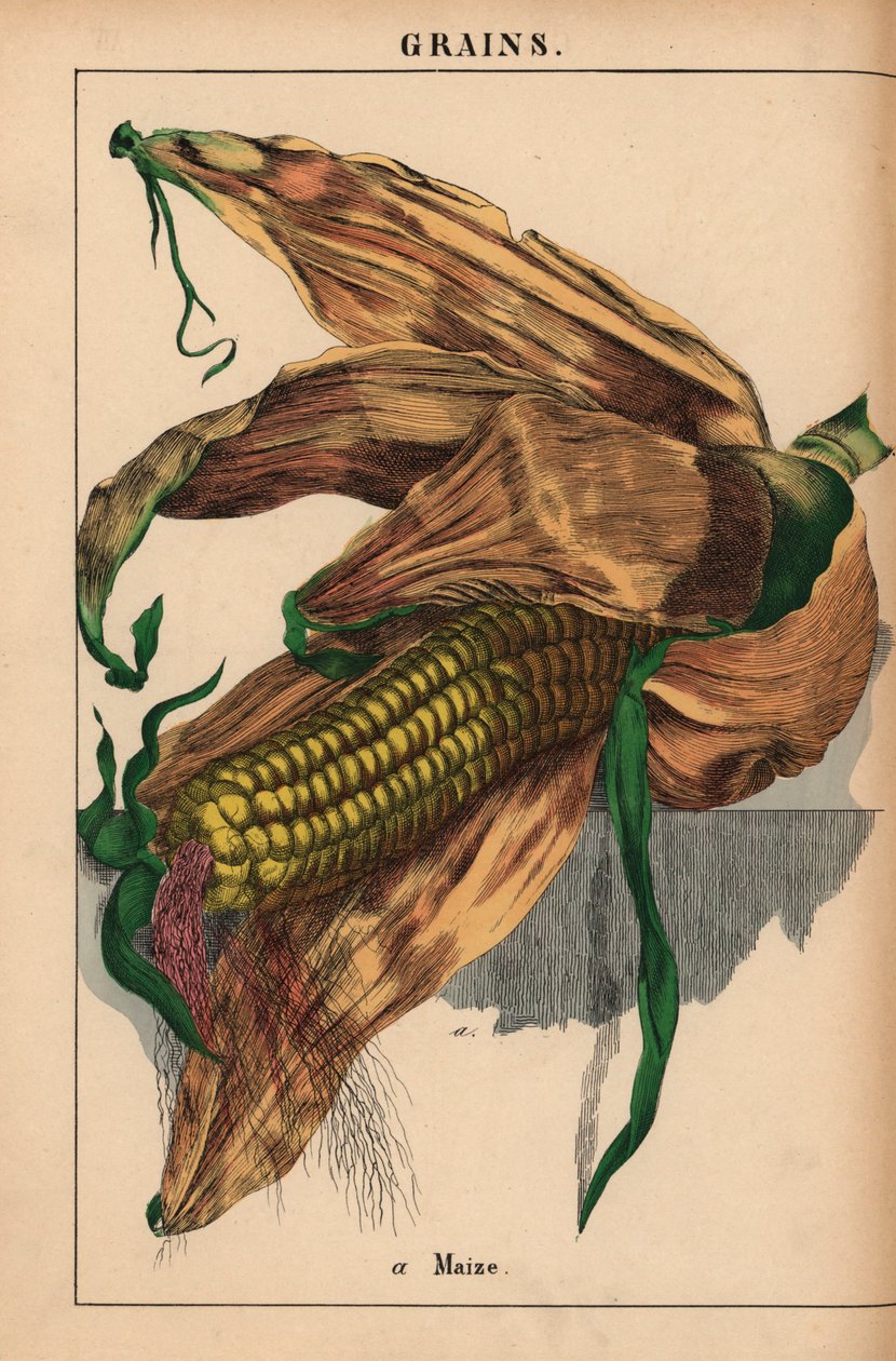 Milho, milho ou milho doce, de "The Instructive Picturebook, or Lessons from the Vegetable World," [Charlotte Mary Yonge], Edimburgo de English School