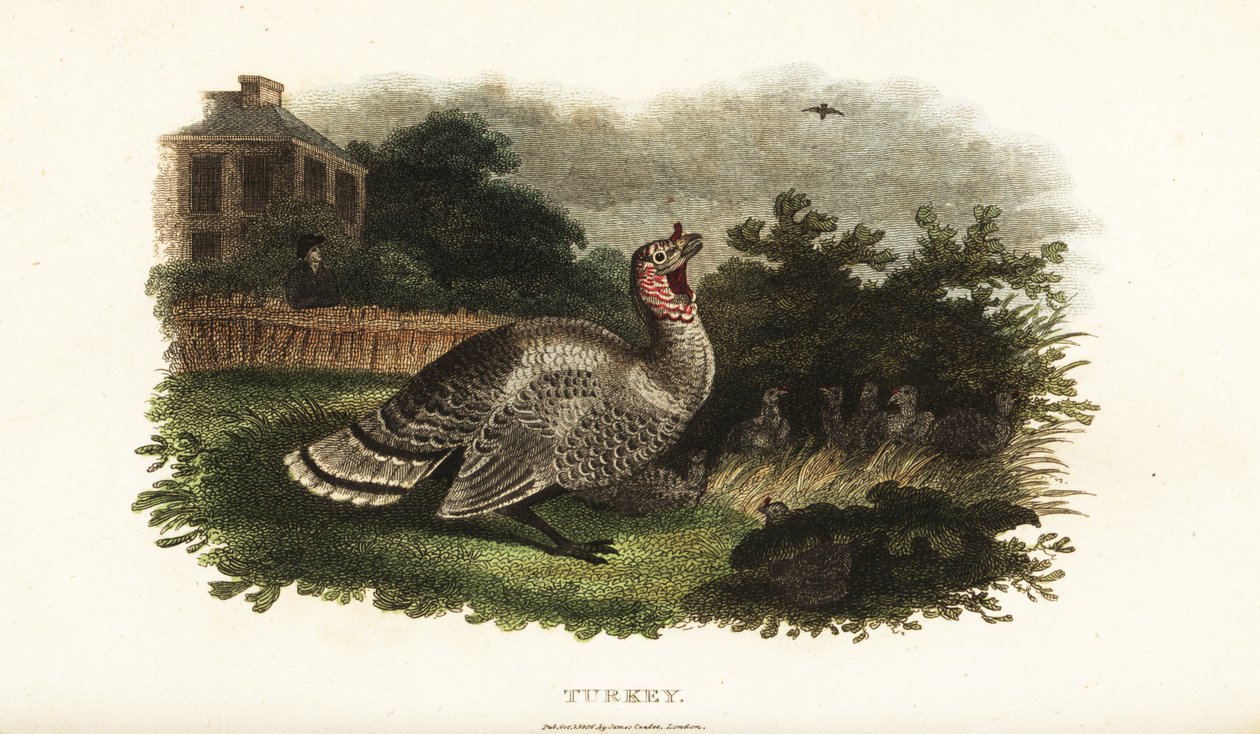 Peru macho, Meleagris gallopavo, protegendo uma galinha bantam de um falcão predador de English School