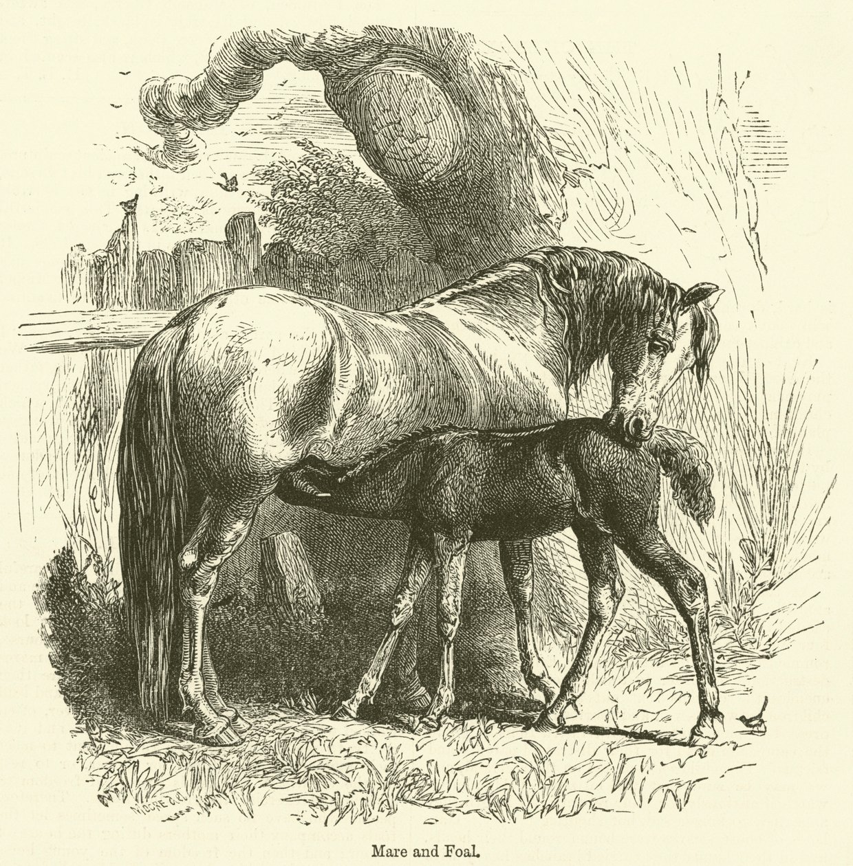 Égua e potro (gravura) de English School