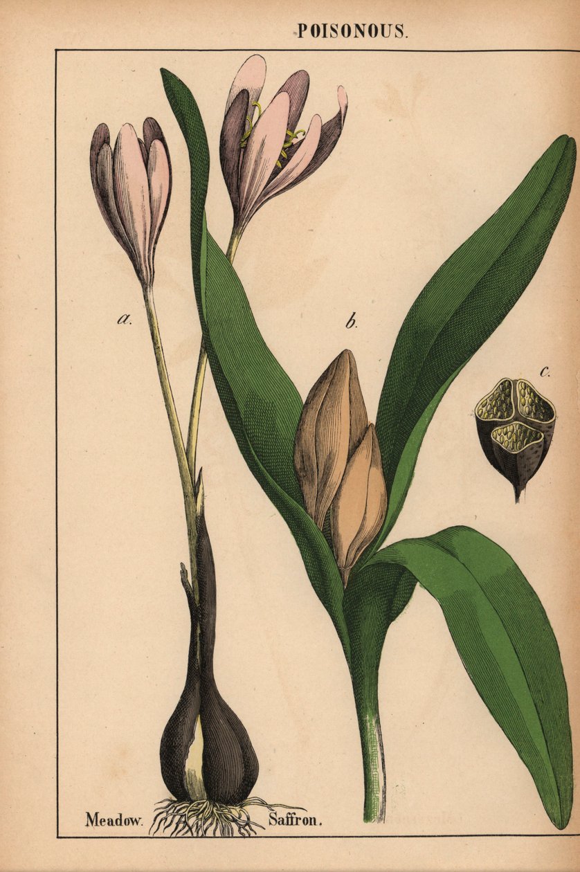 Açafrão dos prados com flor roxa , do "The Instructive Picturebook, or Lessons from the Vegetable World," [Charlotte Mary Yonge], Edimburgo de English School