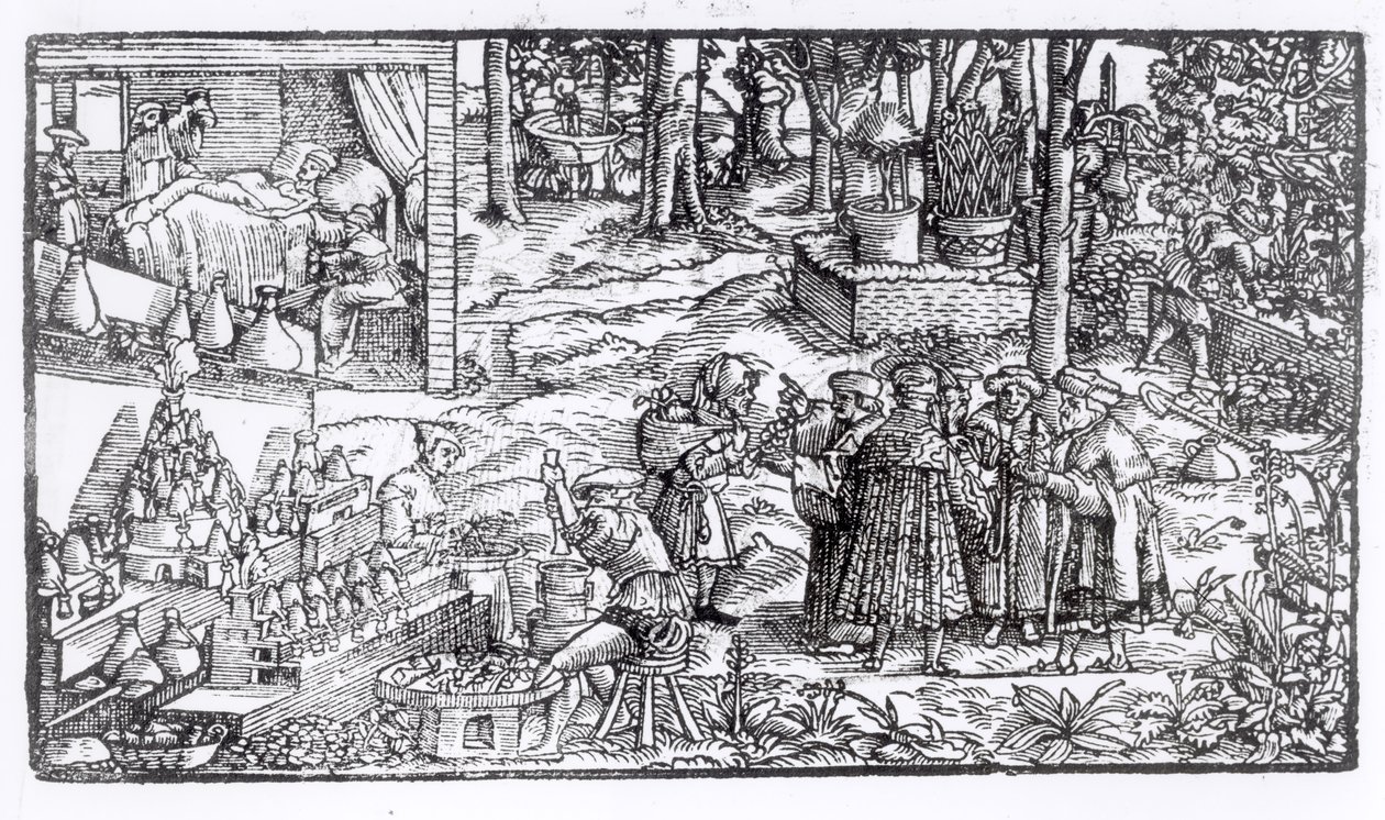 Cultivo de ervas medicinais, 1531 de English School