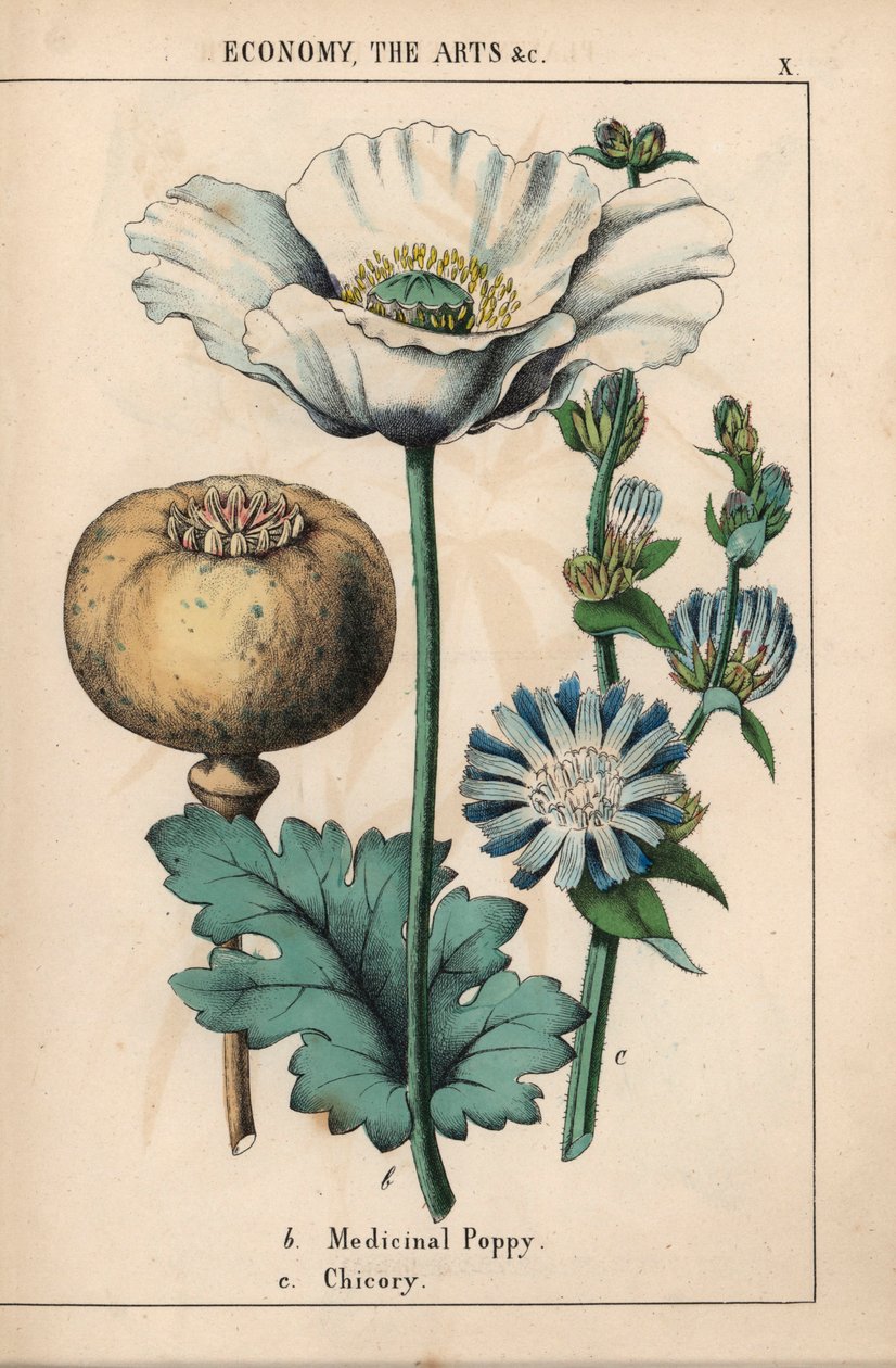 Papoila medicinal com flor branca e cápsula madura, e flor de chicória azul, de "The Instructive Picturebook, or Lessons from the Vegetable World," [Charlotte Mary Yonge], Edimburgo de English School