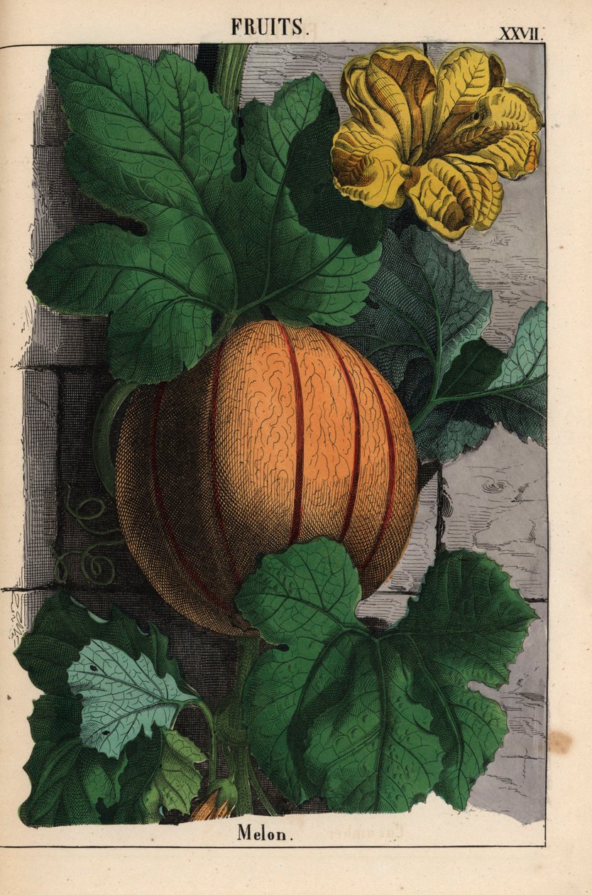 Melão, com fruta laranja madura, flor amarela e grandes folhas verdes escuras Cucumis melo   , de "The Instructive Picturebook, or Lessons from the Vegetable World", [Charlotte Mary Yonge], Edimburgo de English School