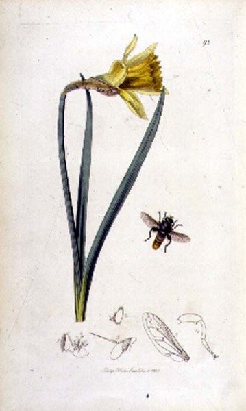 Merodon clavipes (mosca voadora) e daffodil, pub. por John Curtis em 